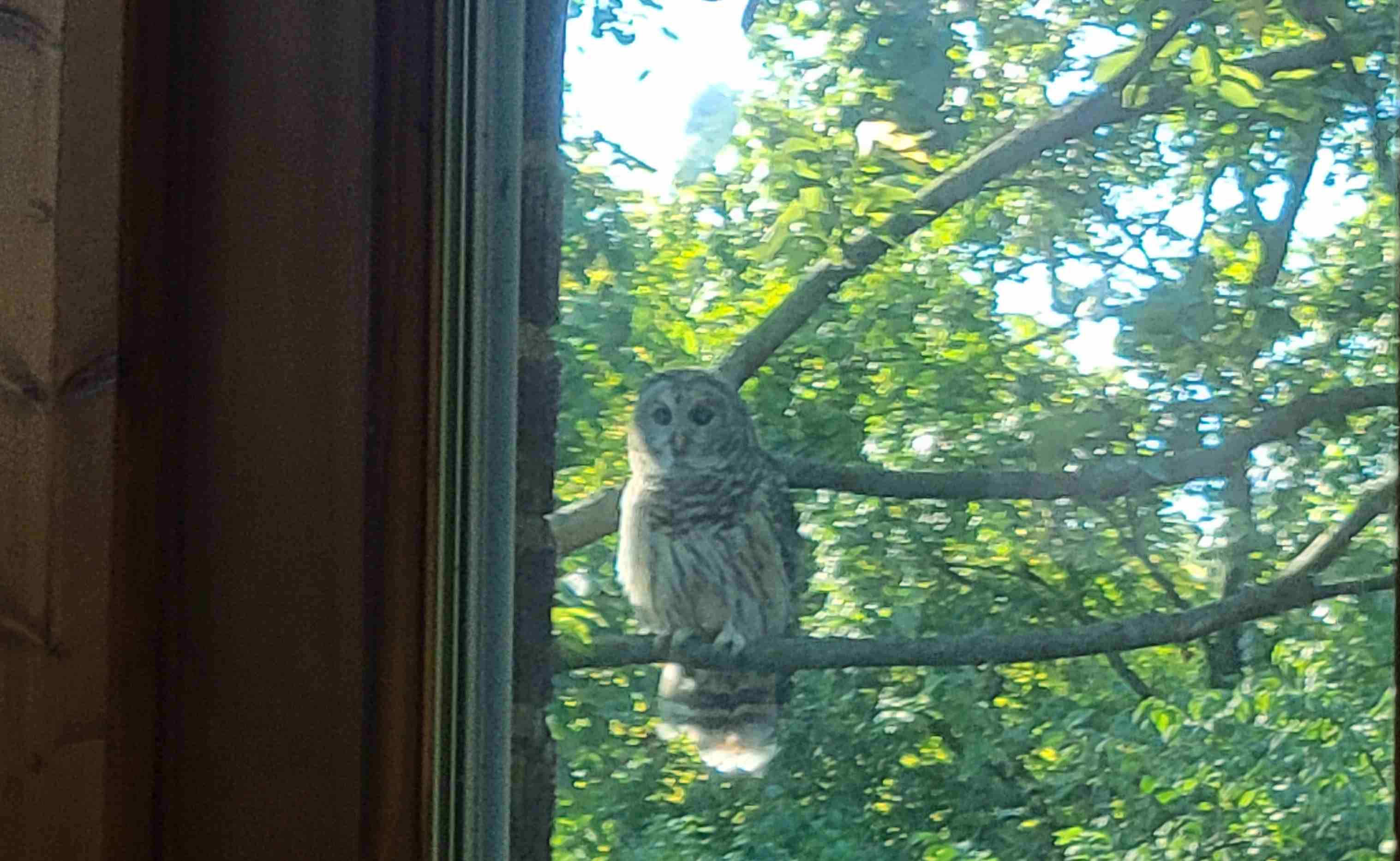 2024-08-31 Barn owl.jpg